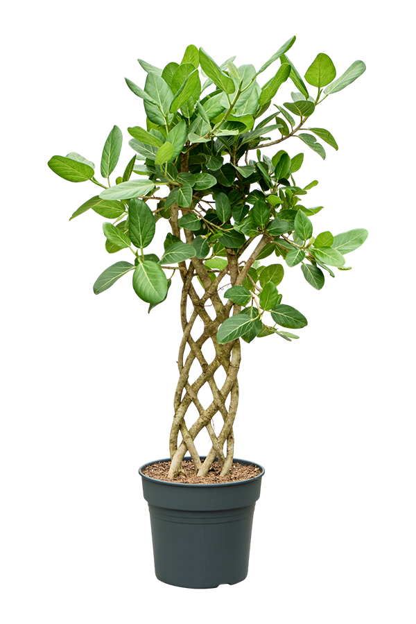 Ficus Benghalensis Audrey
