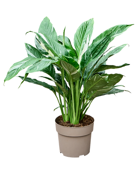 Spathiphyllum