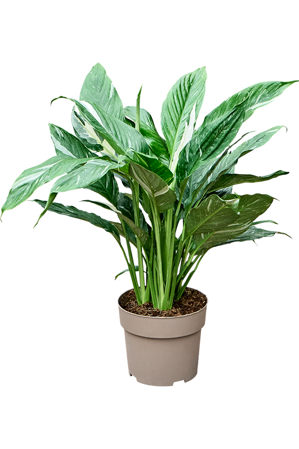 Spathiphyllum Diamond