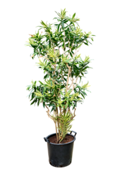 Pleomele (Dracaena) Reflexa – Lied von Sri Lanka
