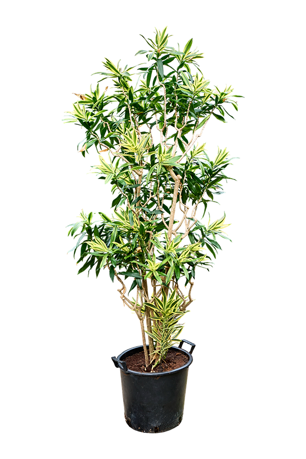 Pleomele (Dracaena) Reflexa – Lied von Sri Lanka