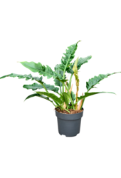 Philodendron Narrow