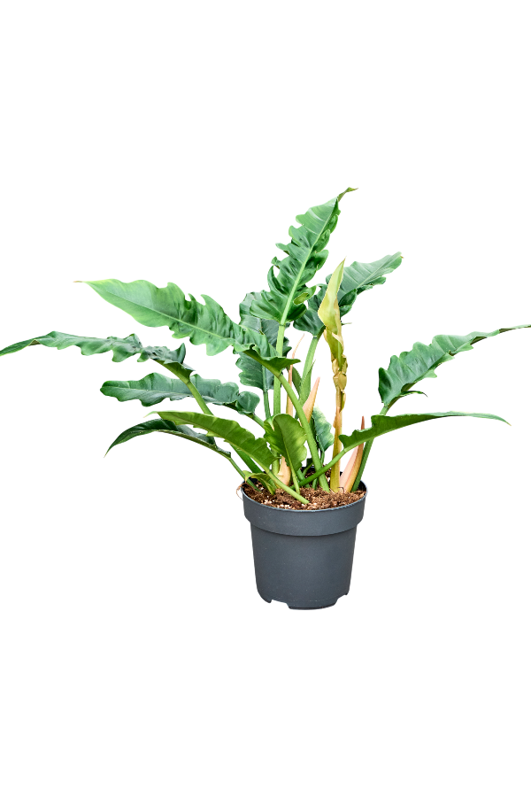 Philodendron Narrow