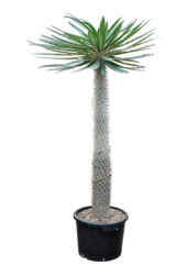 Pachypodium geayi
