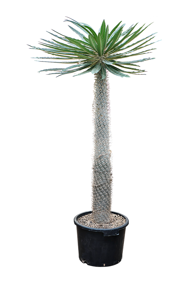 Pachypodium geayi