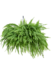 Nephrolepis Exaltata Green Lady