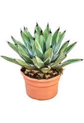 Agave Ferdinandi Regis