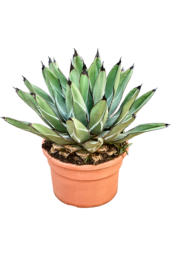 Agave Ferdinandi Regis