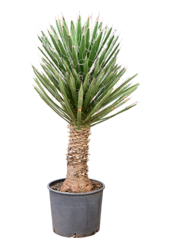Yucca filifera
