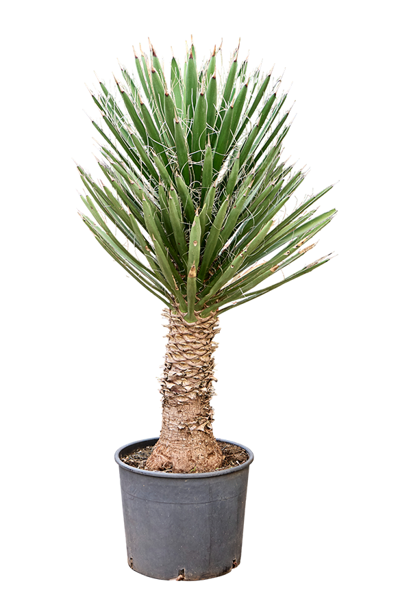 Yucca filifera