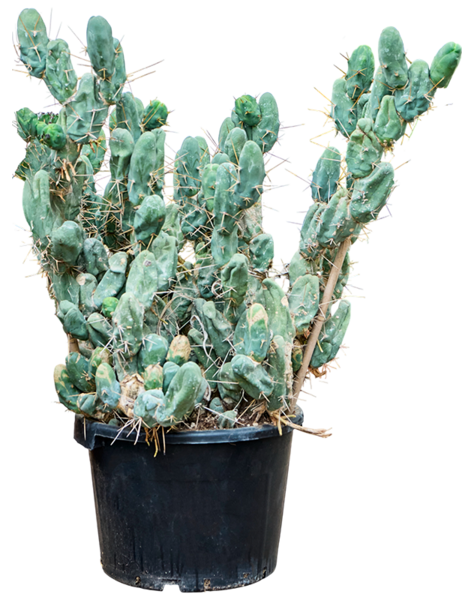Trichocereus