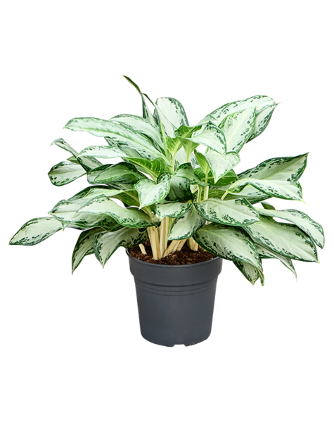 Aglaonema