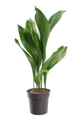 Aspidistra Elatior