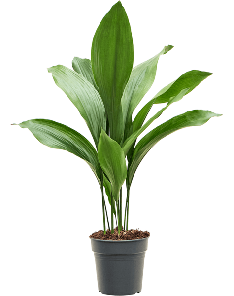 Aspidistra