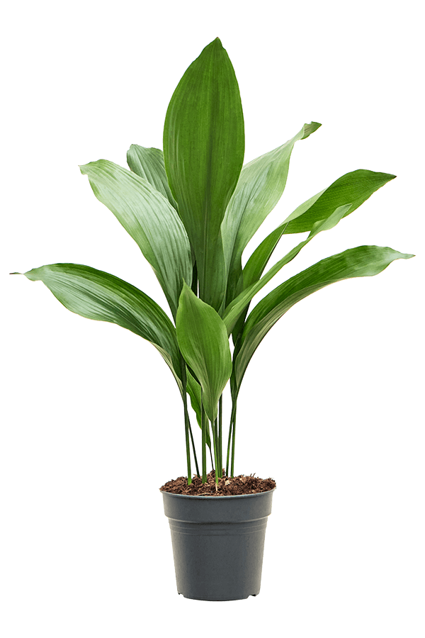 Aspidistra Elatior