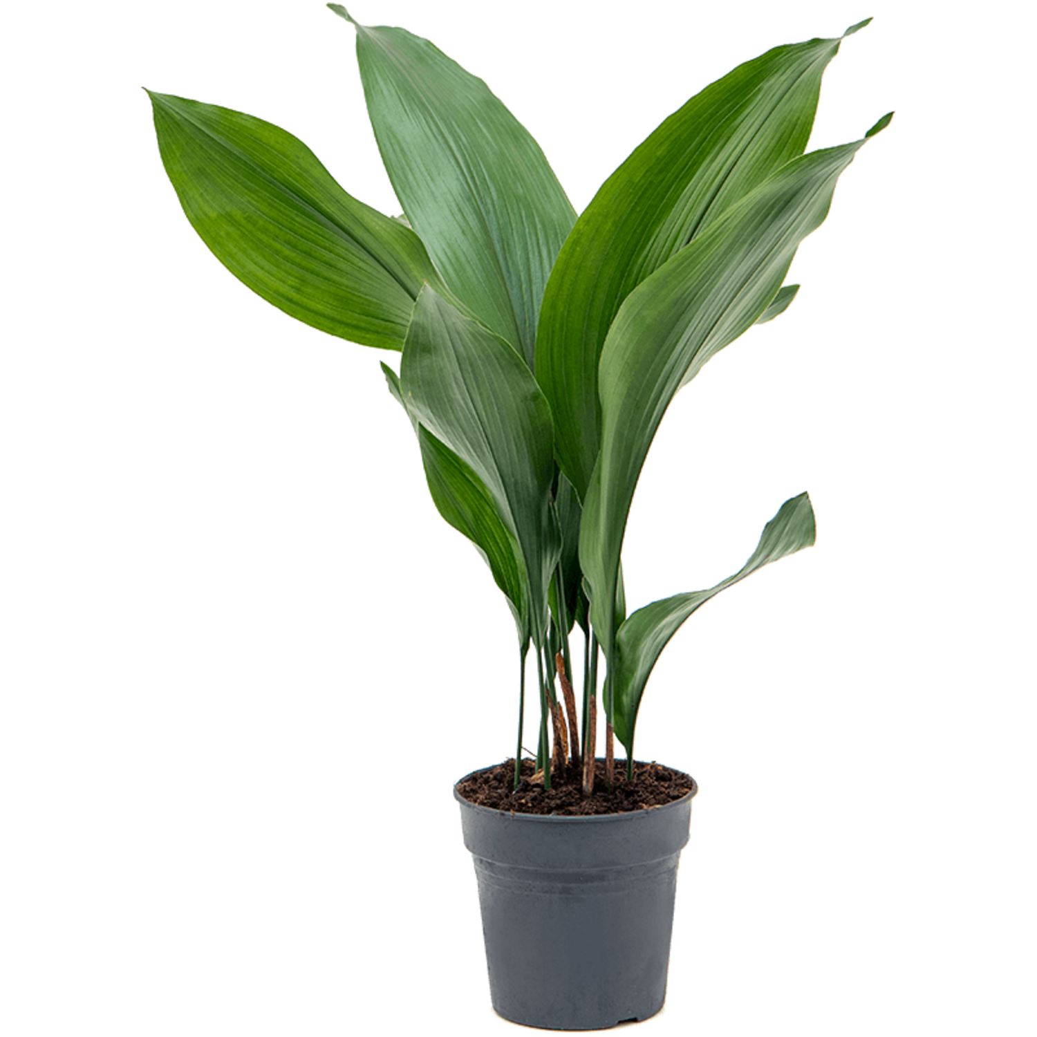 anthurium magnificum x forgetii Anthurium magnificum x forgetii