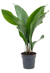 Aspidistra Elatior