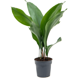Aspidistra Elatior