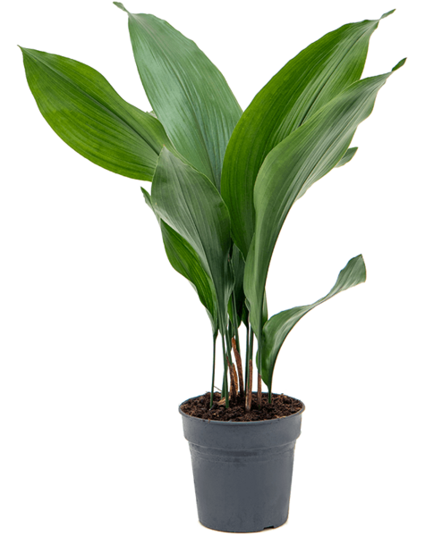 Aspidistra