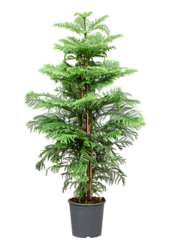 Araucaria heterophylla