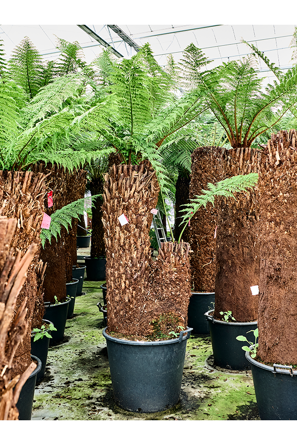 Dicksonia Antarctica