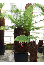 Dicksonia Antarctica