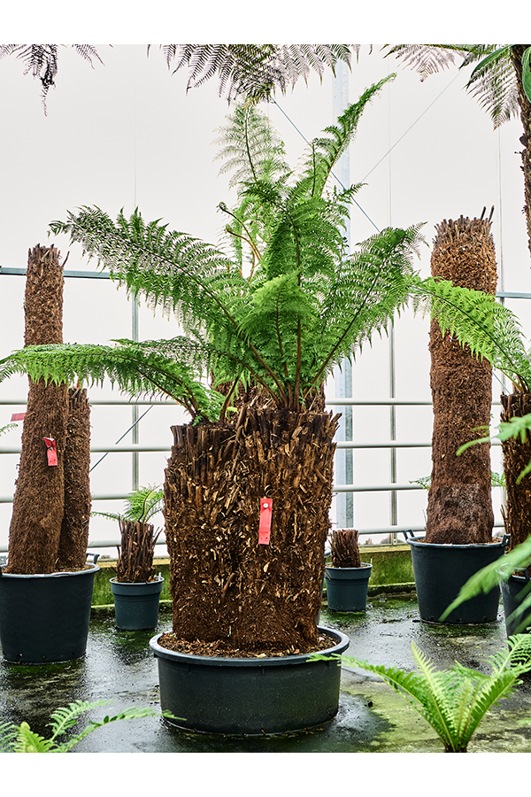 Dicksonia Antarctica