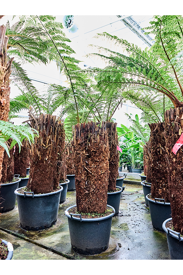 Dicksonia Antarctica