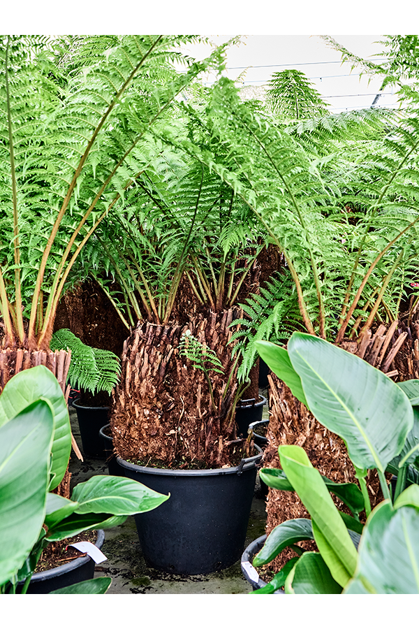 Dicksonia Antarctica