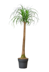 Beaucarnea Recurvata