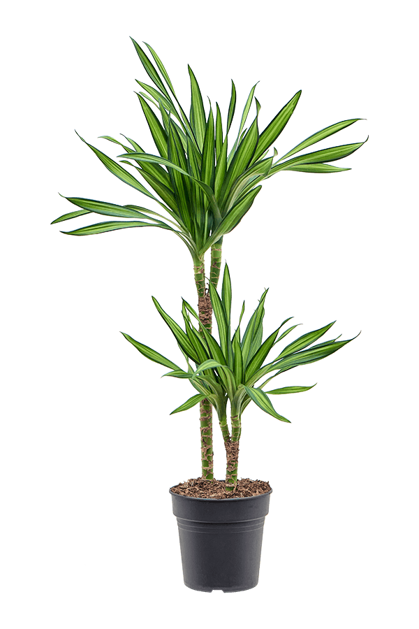 Dracaena Fragrans Riki