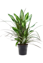 Dracaena-Kombination