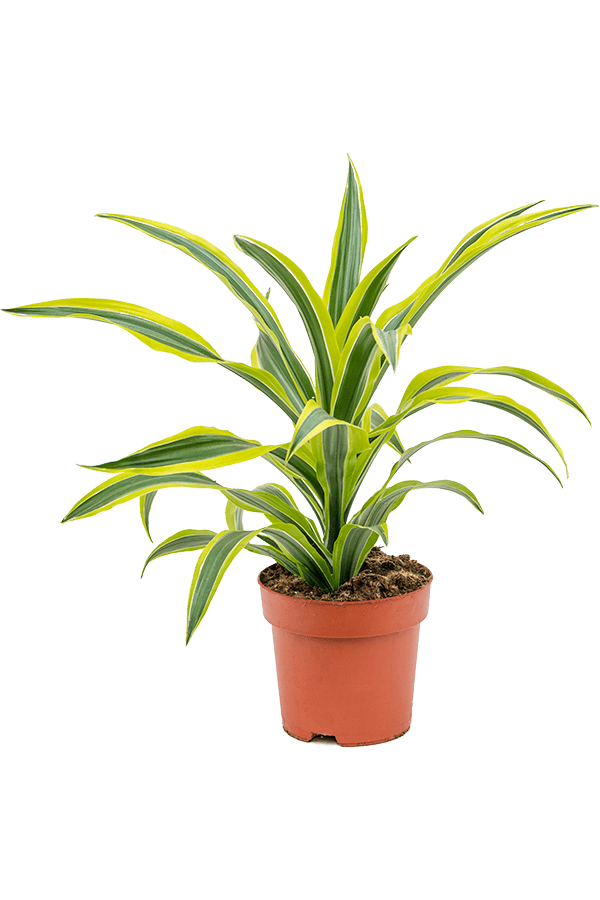 Dracaena Fragrans Lemon Lime