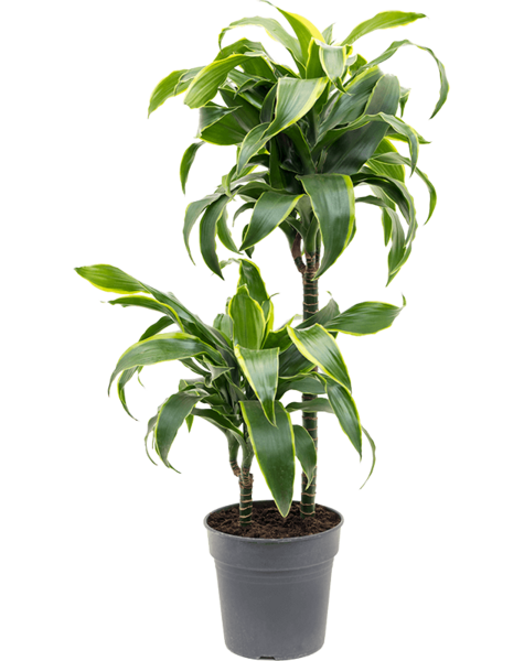 Dracaena
