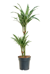 Dracaena deremensis Warneckei