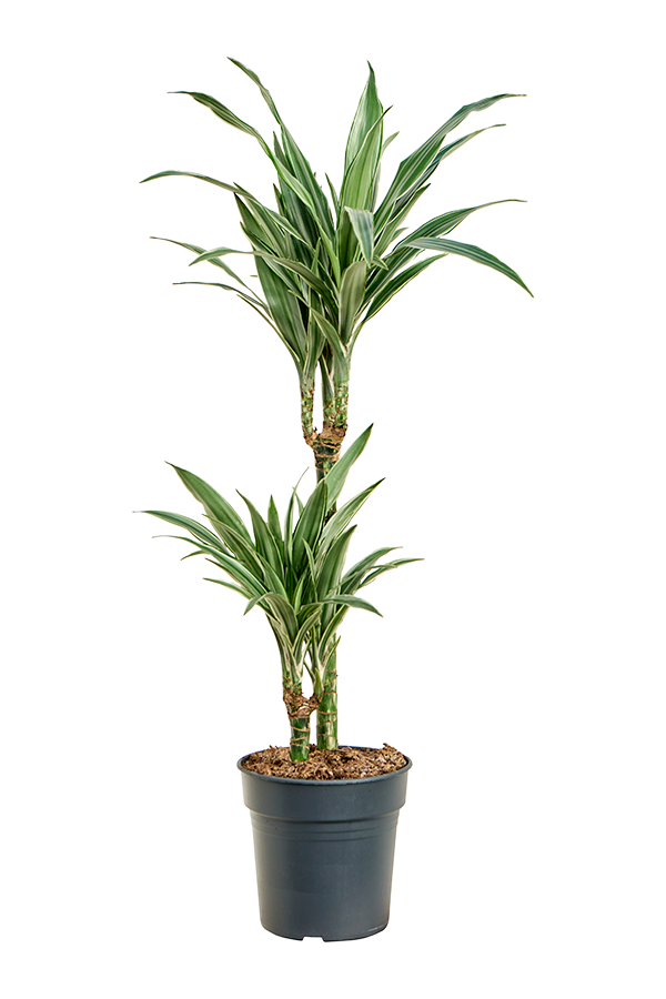 Dracaena deremensis Warneckei