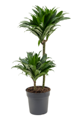 Dracaena Fragrans Compacta