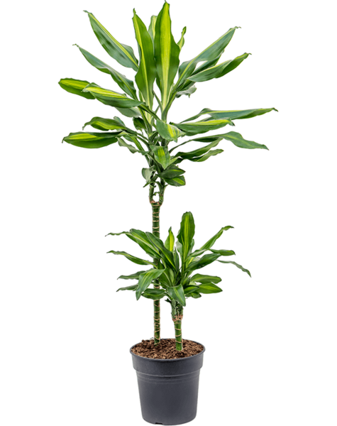 Dracaena