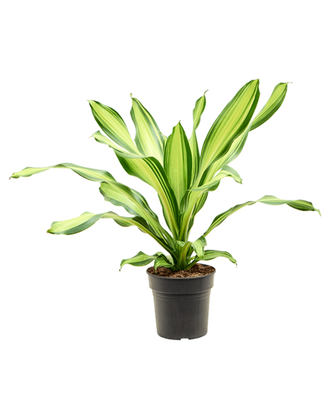 Dracaena