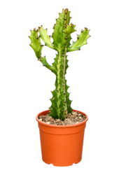Euphorbia lactea