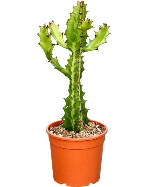 Euphorbia