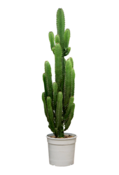 Euphorbia acrurensis