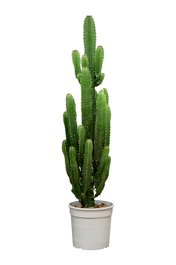 Euphorbia acrurensis