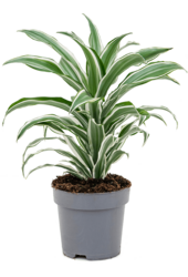 Dracaena Fragrans White Jewel