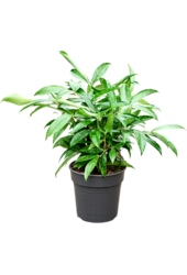 Dracaena surculosa
