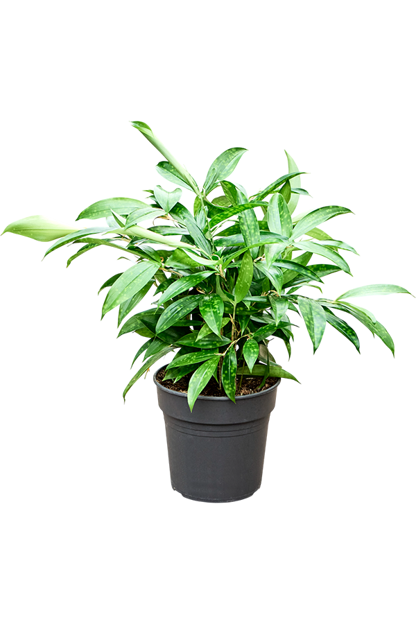 Dracaena surculosa