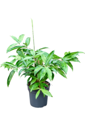 Dracaena Surculosa (40-60)