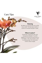 Kolibri-Orchideen | Orangefarbene Phalaenopsis-Orchidee – Mineral Bolzano + Safari-Topf – Topfgröße Ø9cm | Blühende Zimmerpflanze – direkt vom Züchter