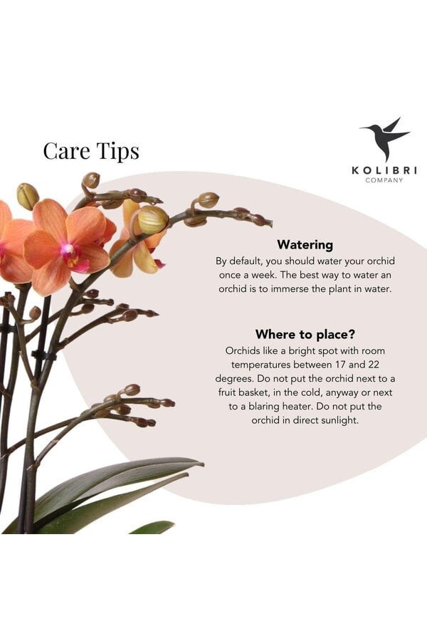 Kolibri-Orchideen | Orangefarbene Phalaenopsis-Orchidee – Mineral Bolzano + Safari-Topf – Topfgröße Ø9cm | Blühende Zimmerpflanze – direkt vom Züchter