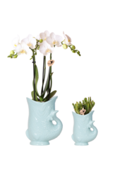 Kolibri-Orchideen | Pflanzenset Fisch Türkis | Set mit weißer Phalaenopsis-Orchidee Amabilis Ø9cm und grüner Pflanze Sukkulente Crassula Hobbit Ø6cm | inkl. türkisfarbenen Keramik-Dekotöpfen